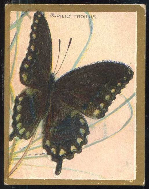 T48 Papilio Troilus.jpg